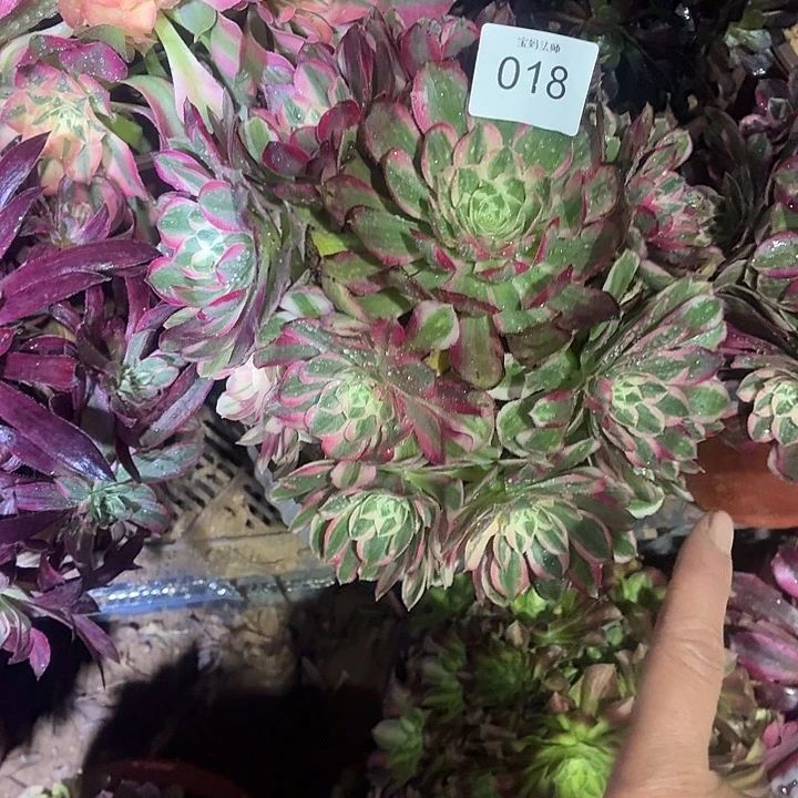 孔雀翎一物一拍1棵