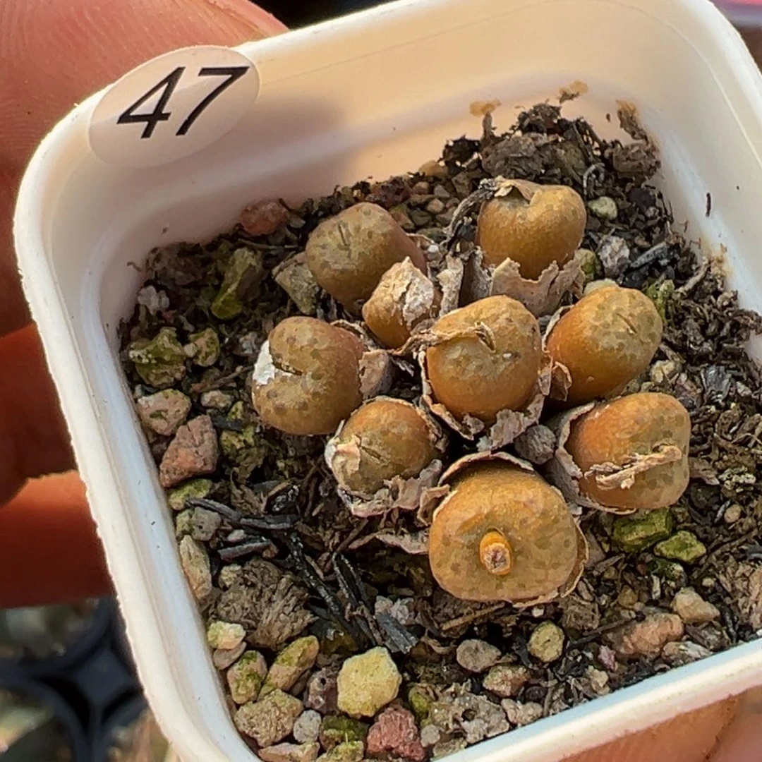 ?****y多肉植物111111111111111