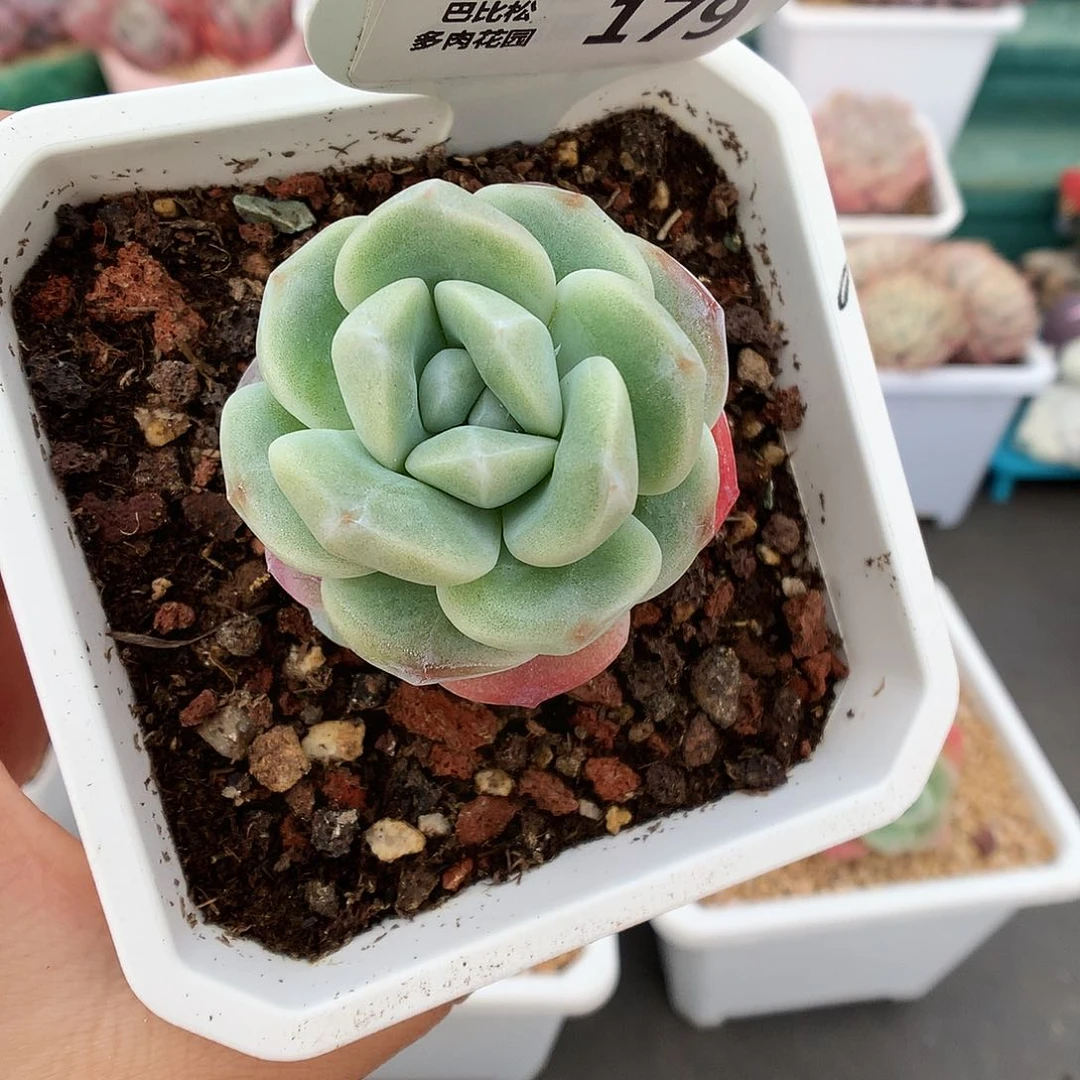 179翡翠冰玉多肉植物