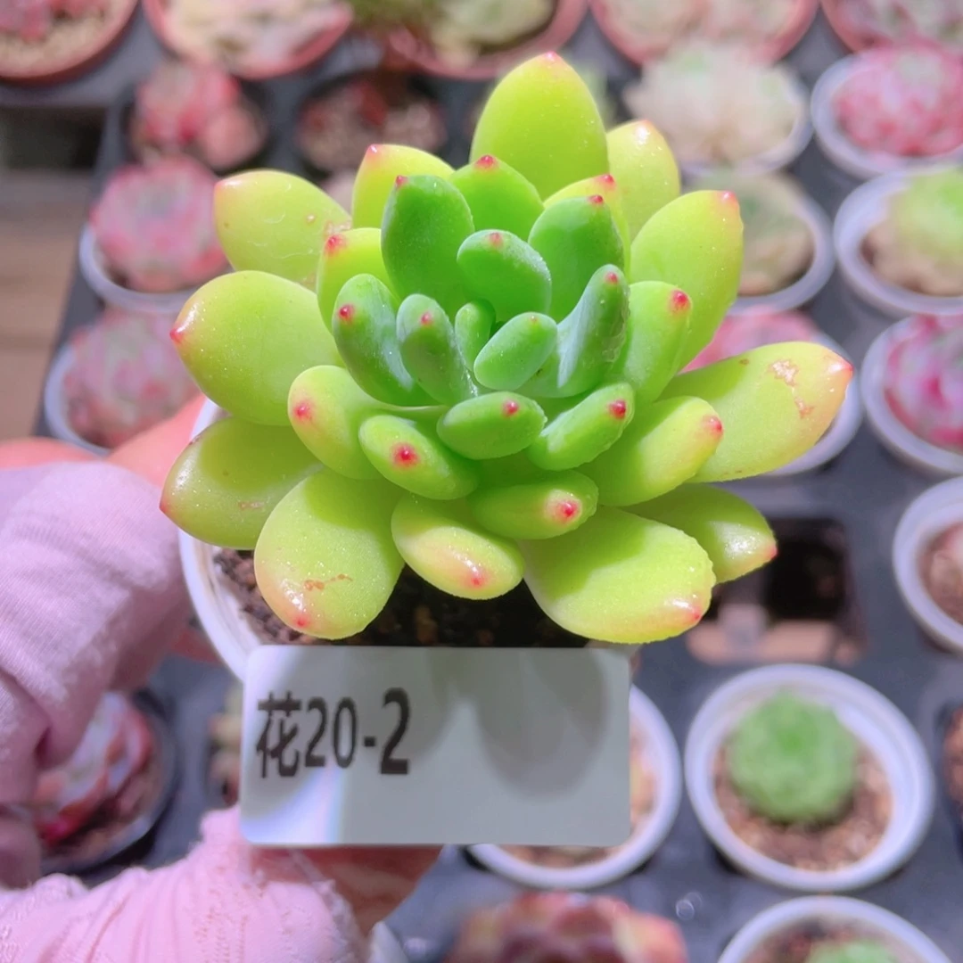 花利美20-2春萌单头