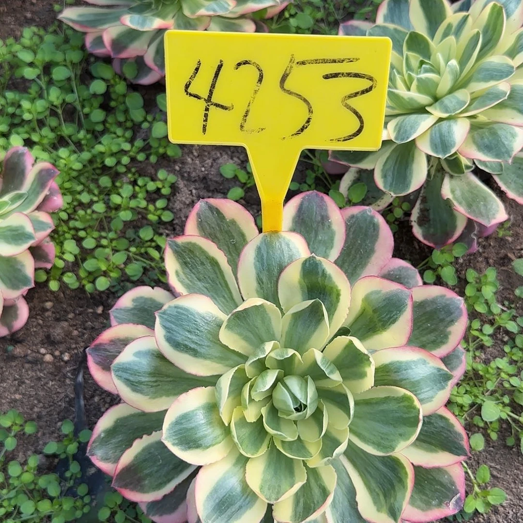 4253---如意多头多肉植物