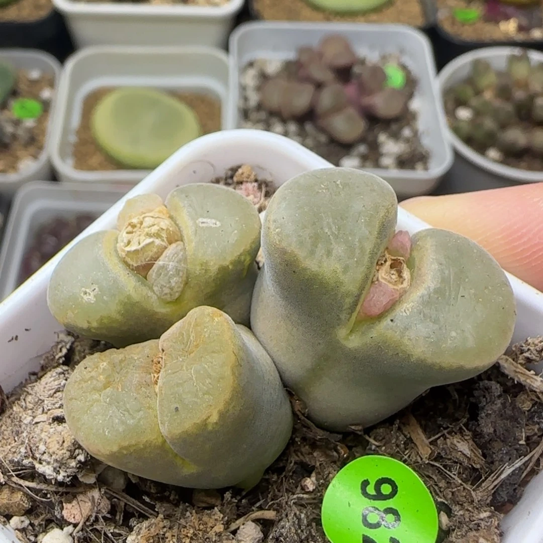 大风铃群多肉植物982