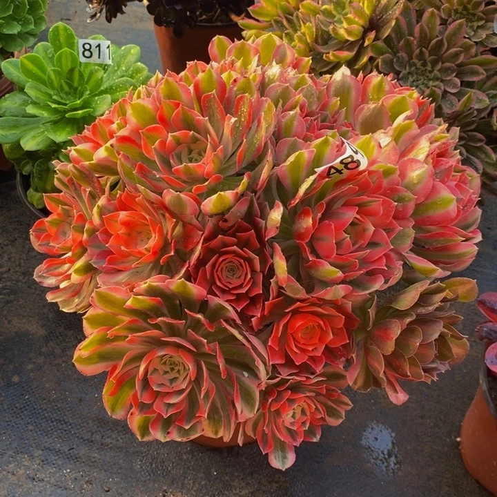 489 粉女巫丛林的法师