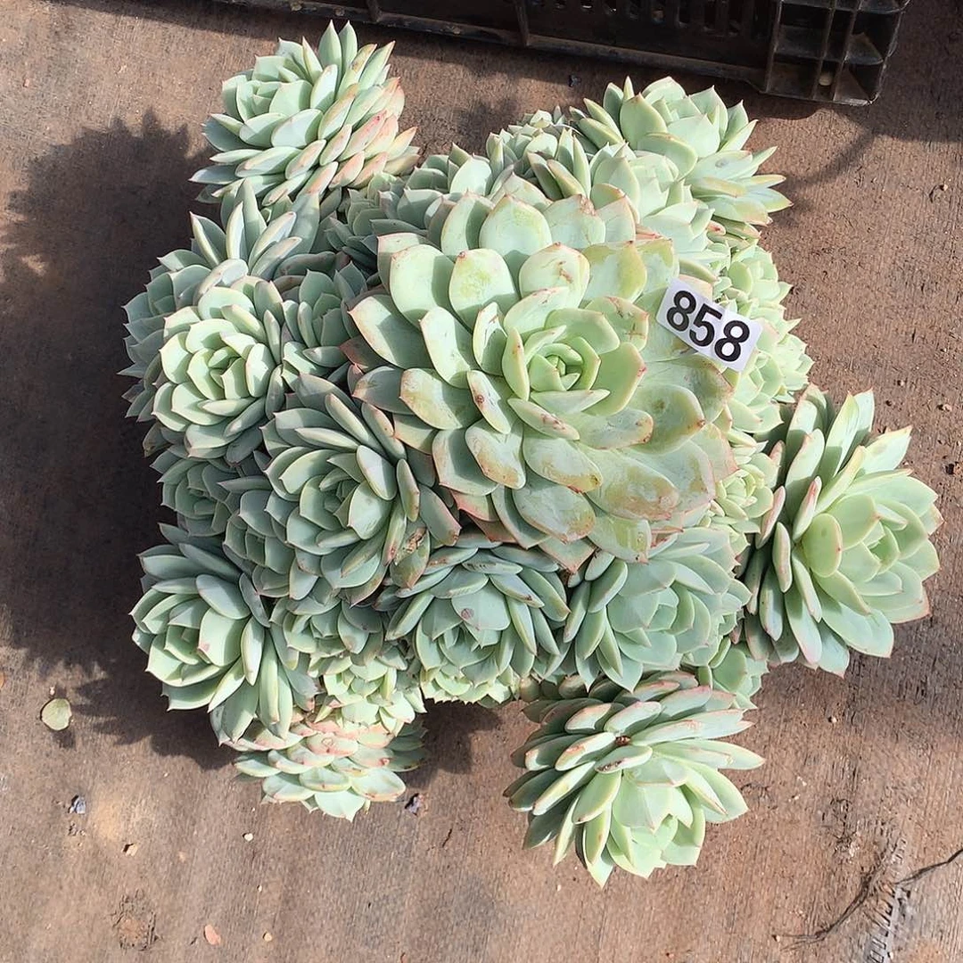 858恋曲 一物一拍多肉