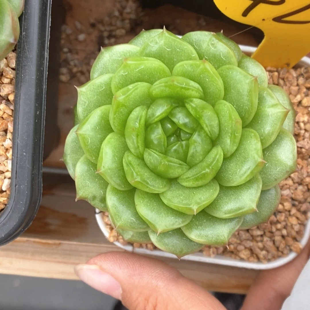麦***奇灯泡珍妮可拍423号。