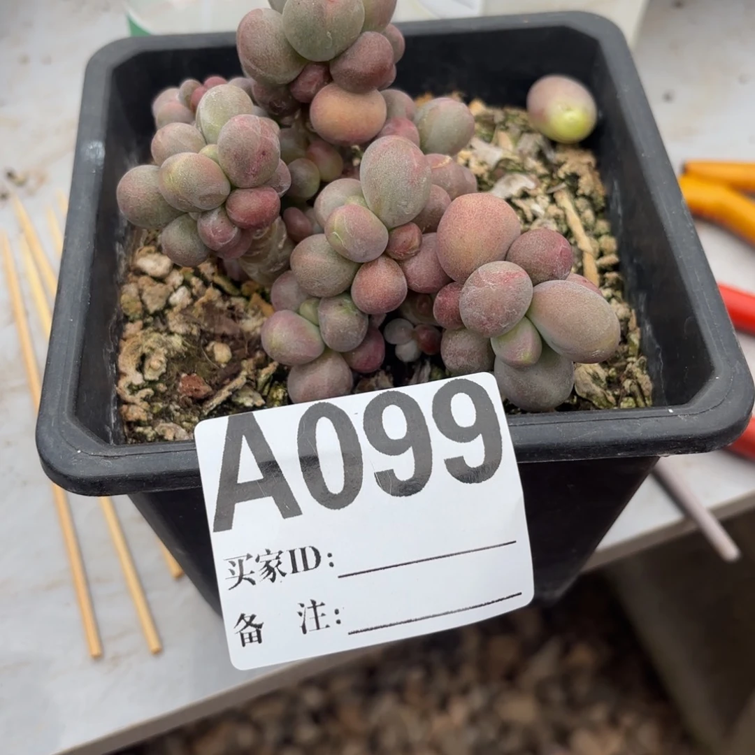 099多肉植物糖果美人