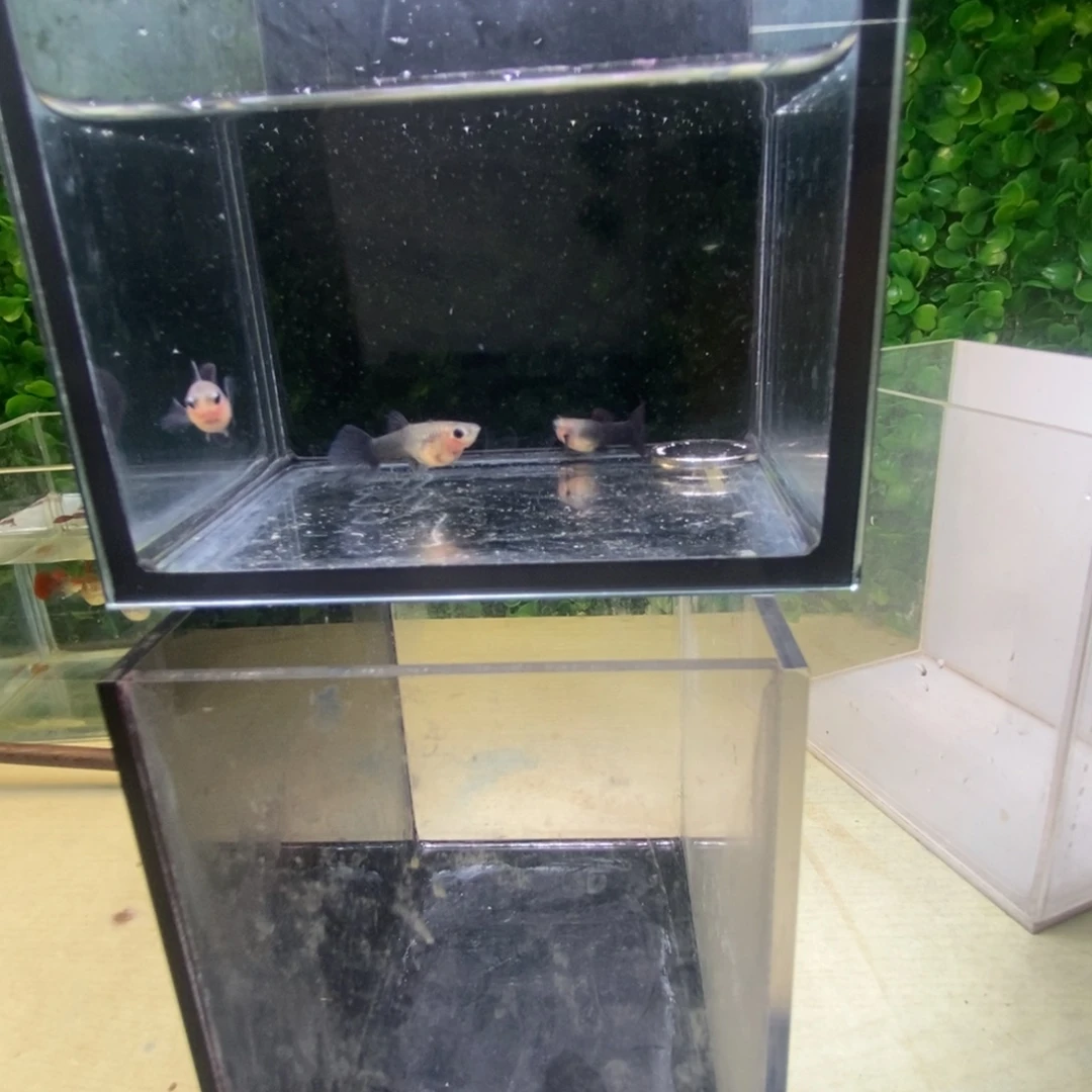 孔雀鱼蓝礼服玻璃猫三条