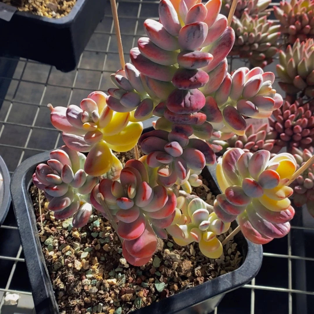 精品大母本老桩乒乓福娘锦多头群一个 福利