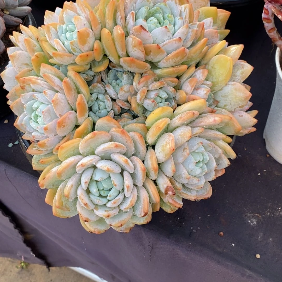 两单包邮1231-158冷香