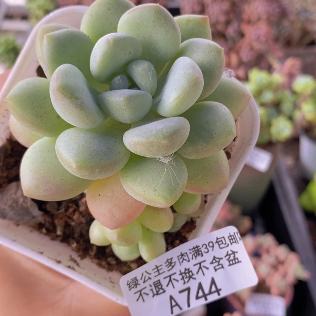 泡泡糖5cm744多肉植物