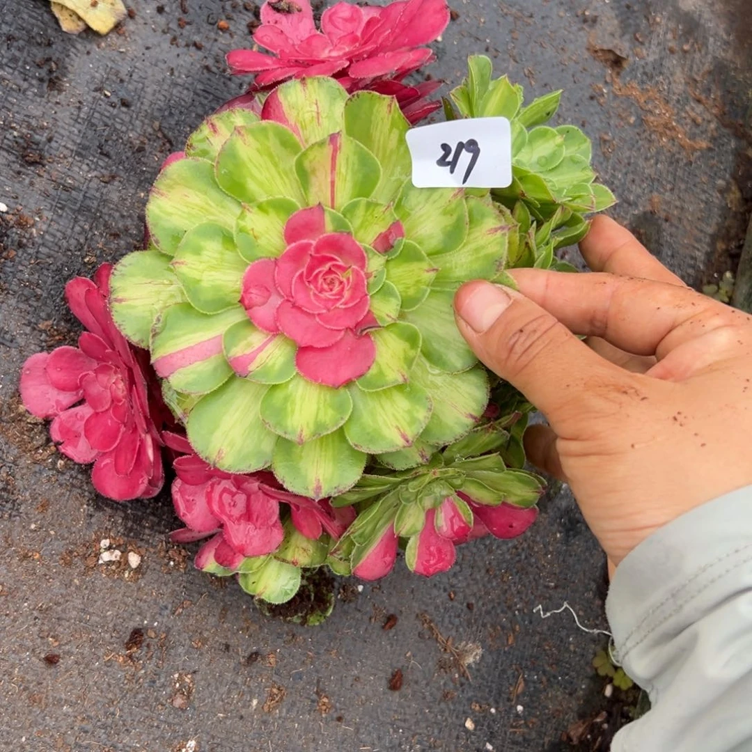 219知否无根多肉植物