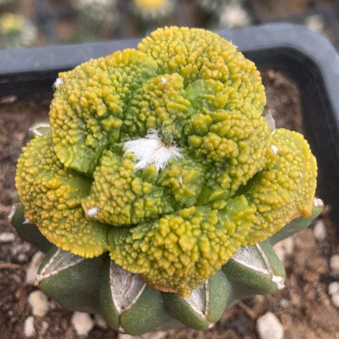 无花朵哥怒锦004 仙人球