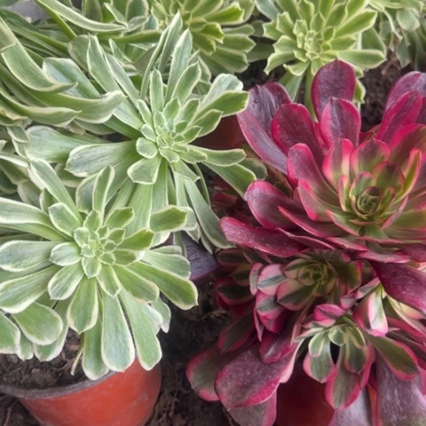 法师碧浪凤冠2颗