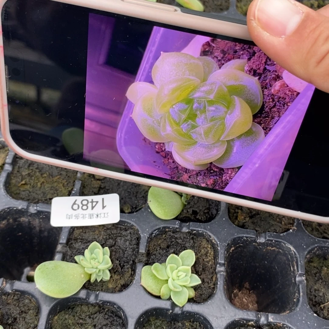 标1489财富N叶插苗一个