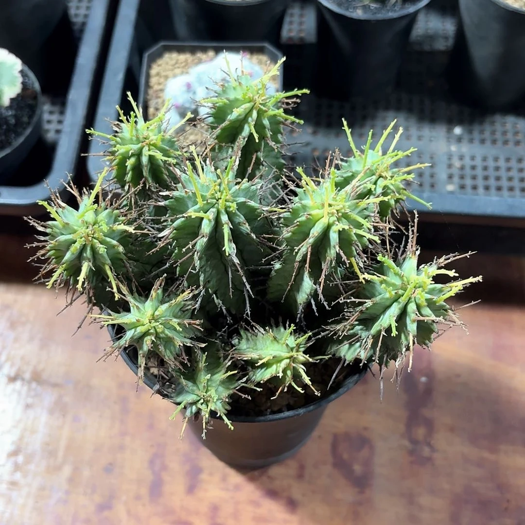 苍***陈白衣魁伟玉仙人球223