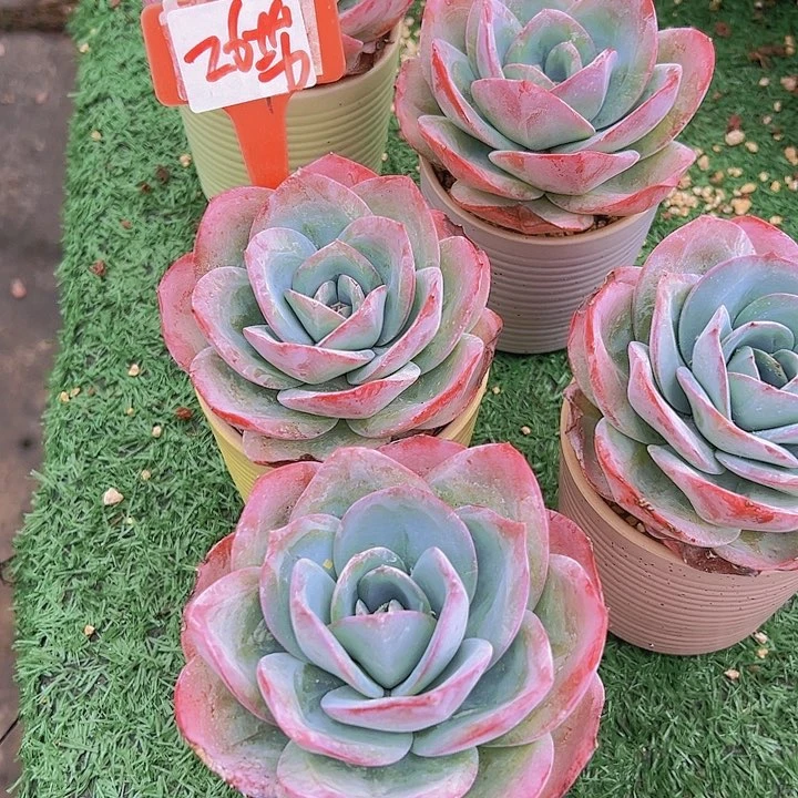 26布鲁蓝带盆一个多肉