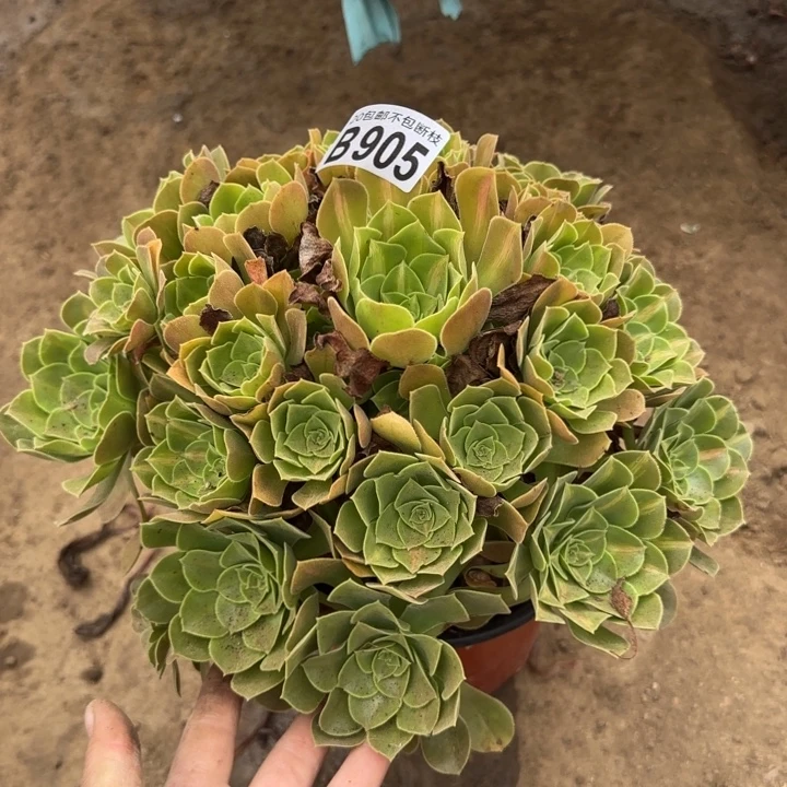 女巫中班……多肉植物……