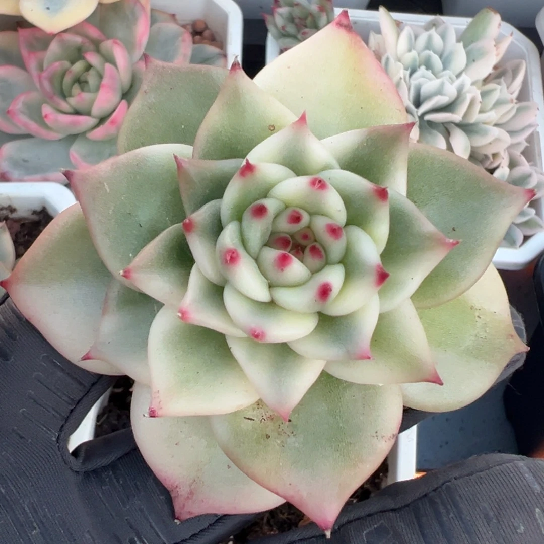 那***光东云锦杂交，覆轮锦侧头预定第一