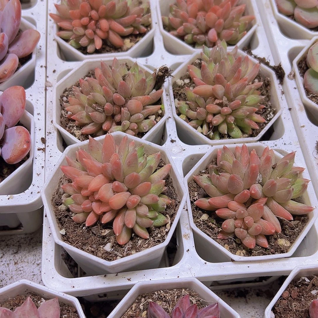 炫彩星群19包邮多肉植物