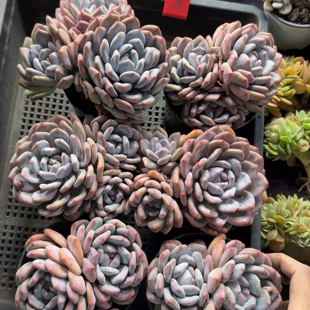 香橙6颗带盆发5号