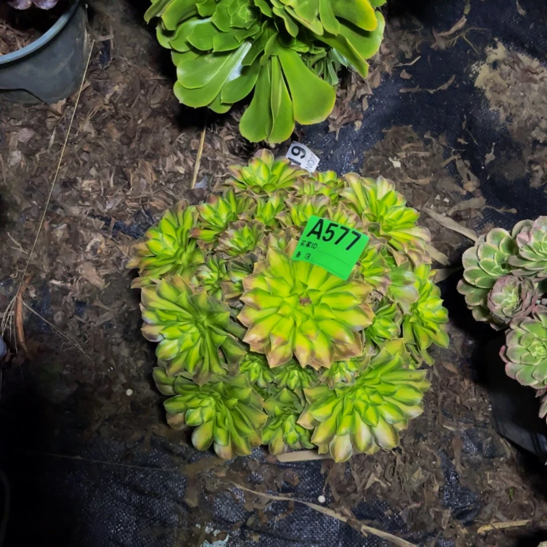 韶华法师朵朵1-6¥