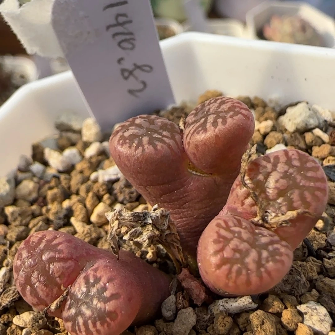 1。18。7011。鸟。上播福利。