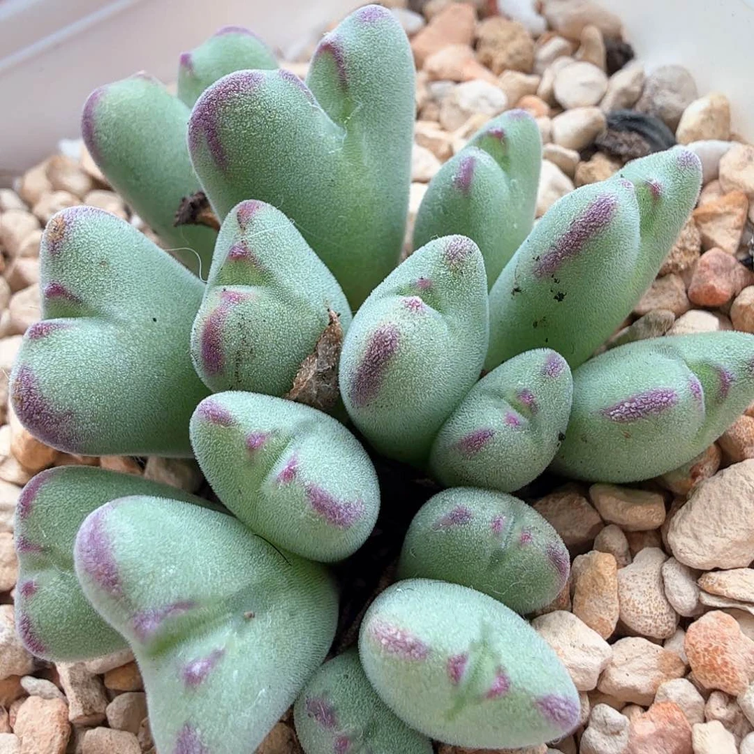 2.9.85/沙文利亚/多肉植物