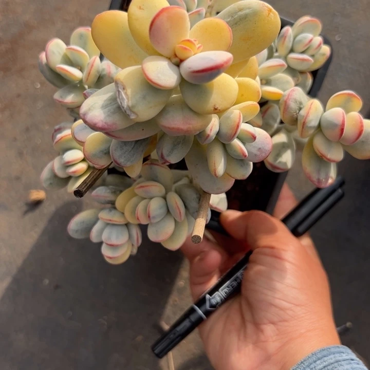 无花朵725号福娘锦无砍