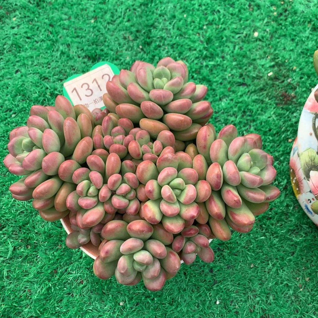 阳光玫瑰老桩平头1312