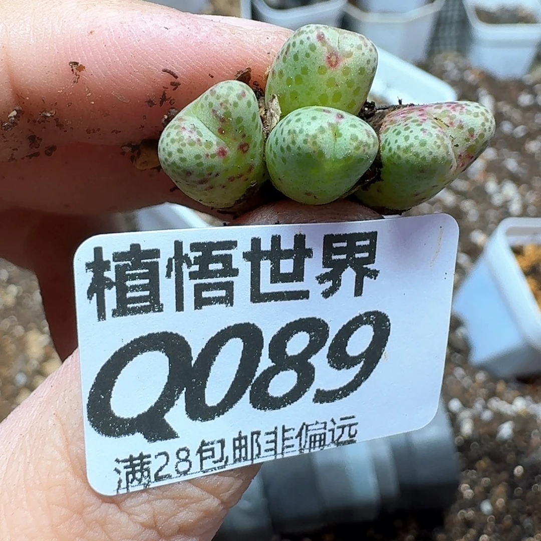 多肉植物的润泽fbnn
