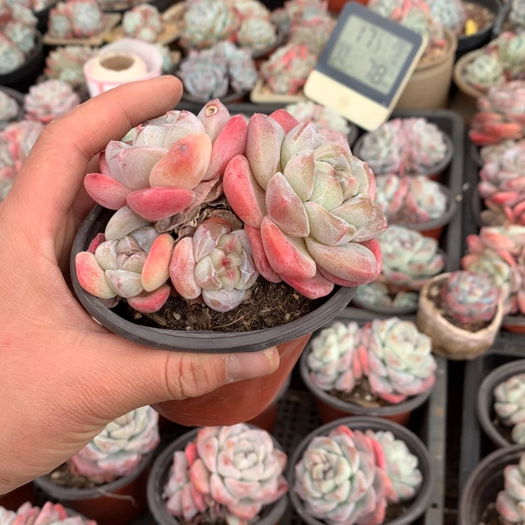 Cheese 哈哈哈哈哈哈哈哈哈