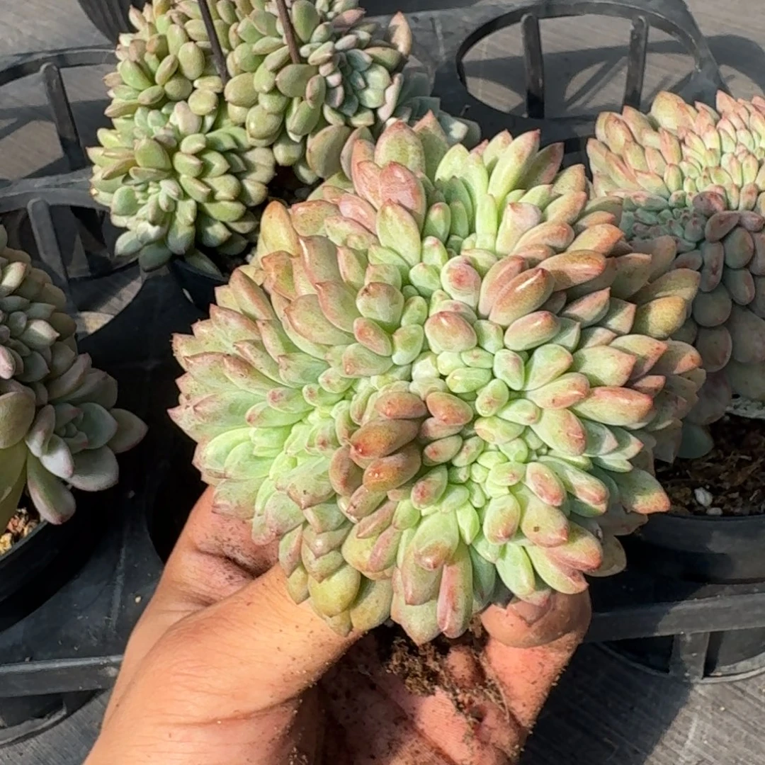 @***兜星凌雪树缀无砍多肉