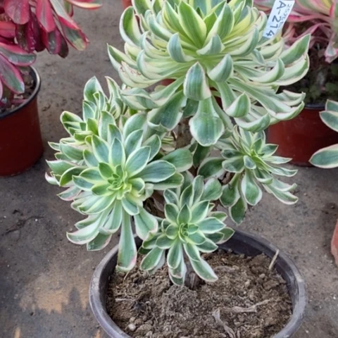 214青莲满25包邮多肉