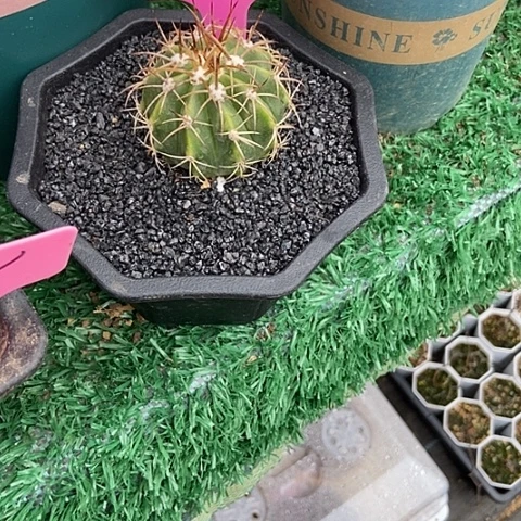 远***念开花仙人掌07