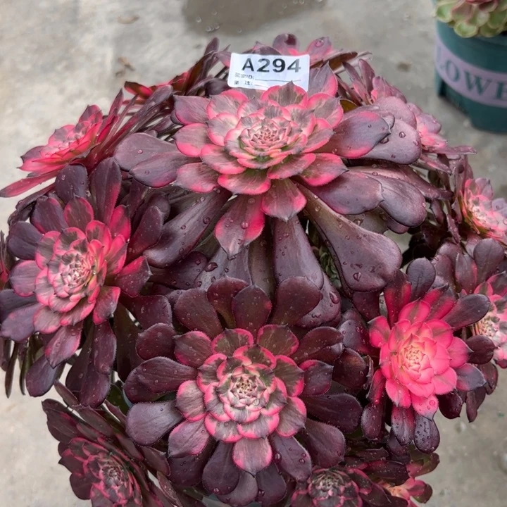 294多肉植物30厘米左右