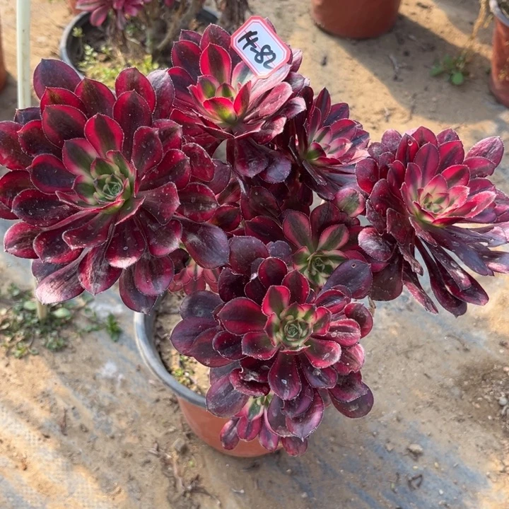 14-82香奶奶朵朵处理不售后多肉