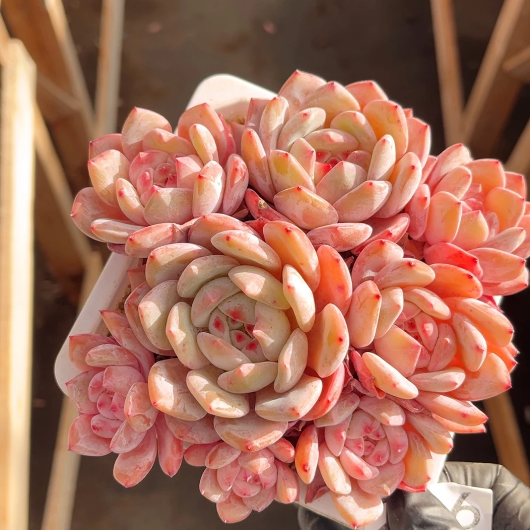 236号新疆西藏内蒙古不包邮