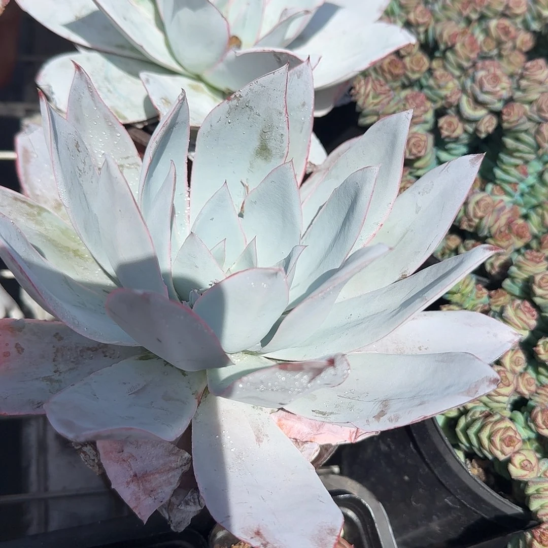 广寒宫多肉植物精品