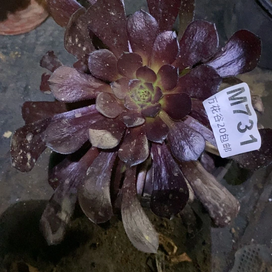 731墨颜变异多肉植物