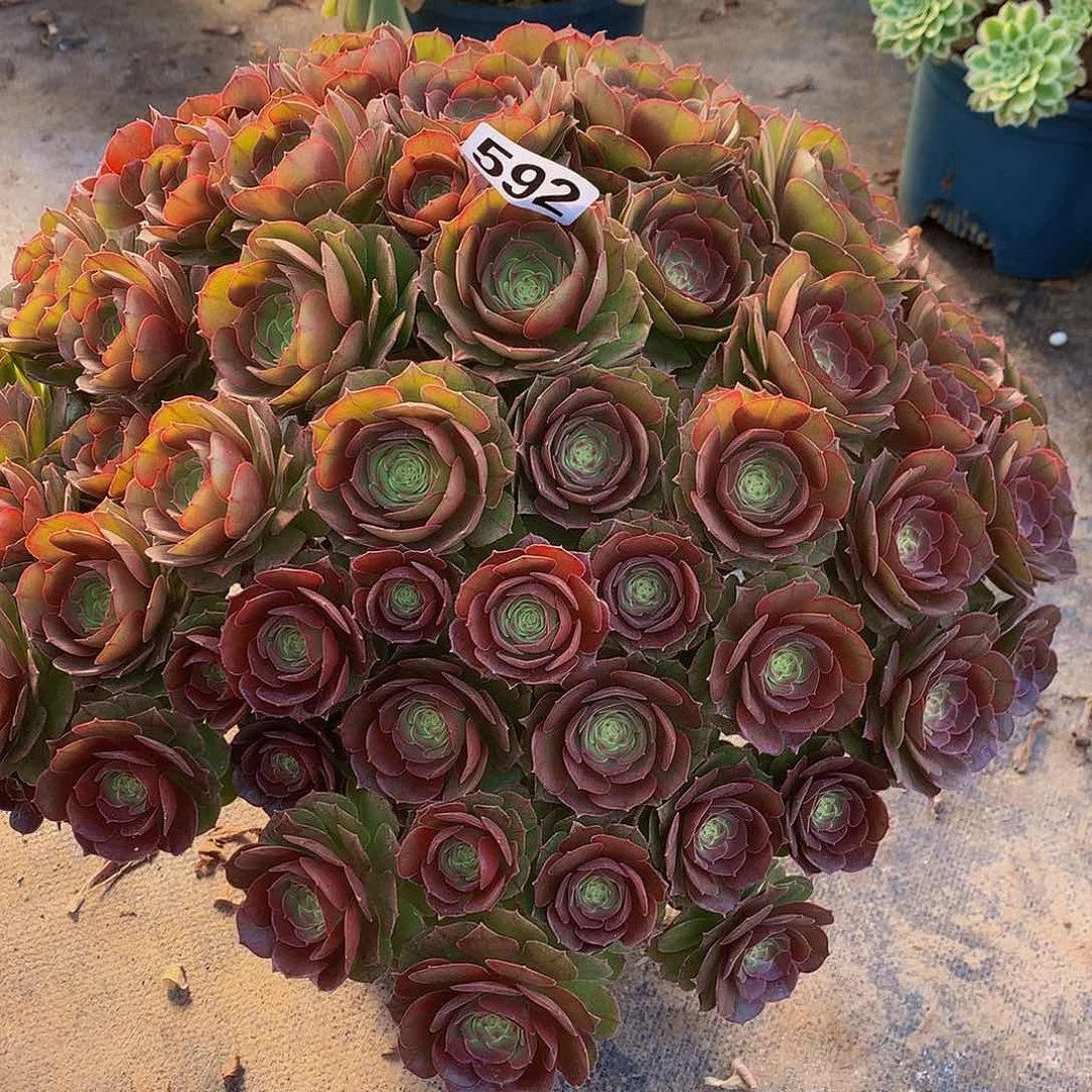 杨*阳多肉万圣节592.000000