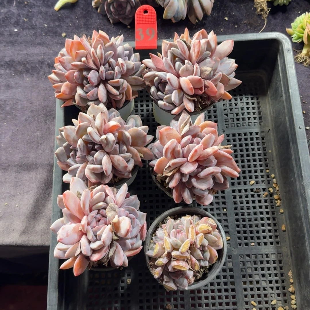 星影6颗一起一物一拍39