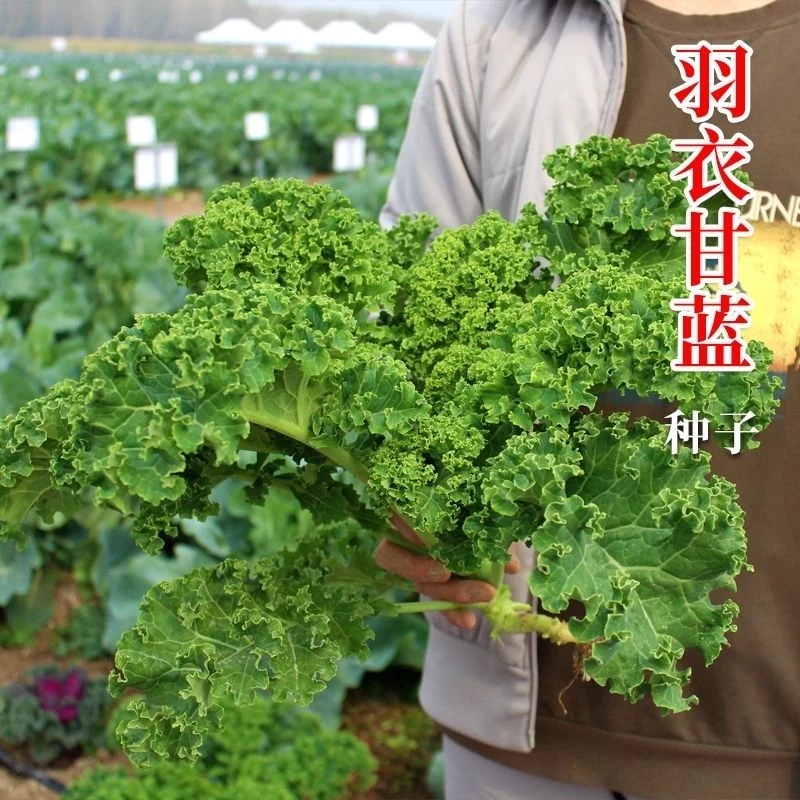 羽衣甘蓝种子食用羽毛甘蓝菜籽绿色食用四季播种盆栽蔬菜种子籽