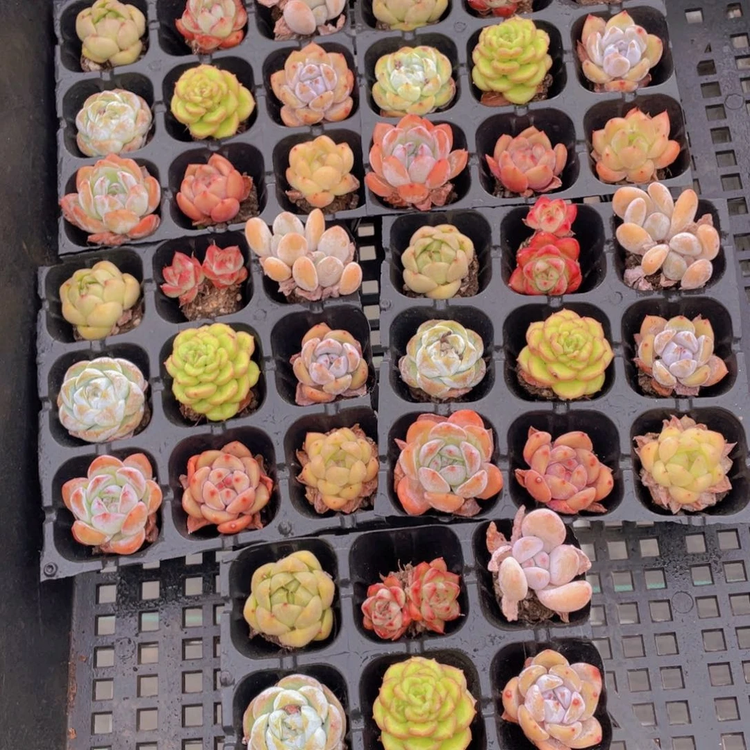 1009号 捡漏福利美肉九个