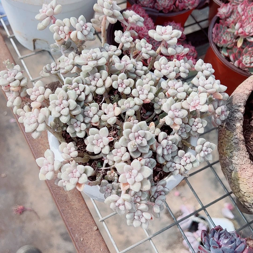 丸叶姬秋丽多头群生精品