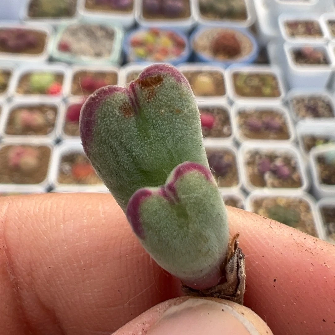 小*子36多肉植物百科知识