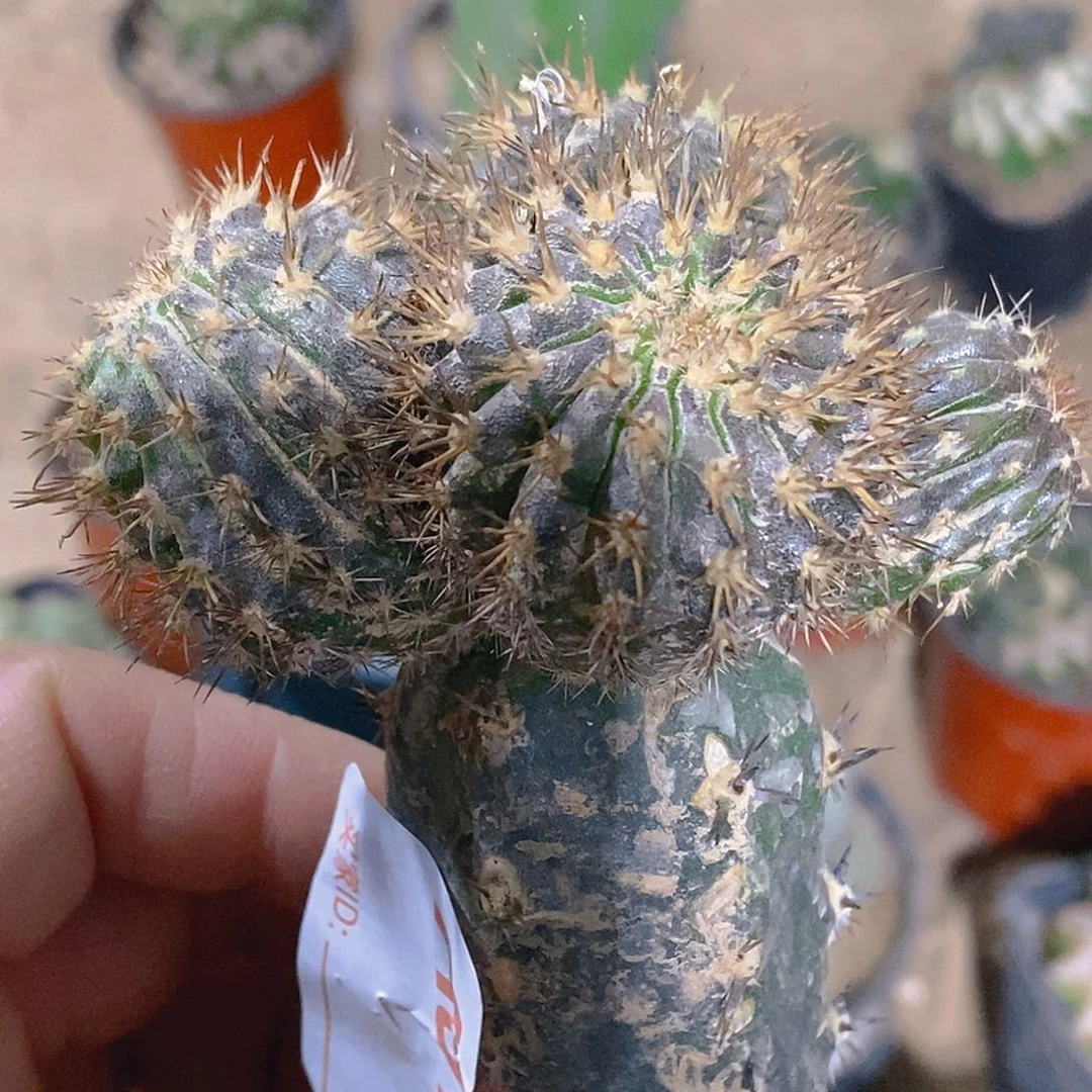 无花朵福利绣普尤博球群910