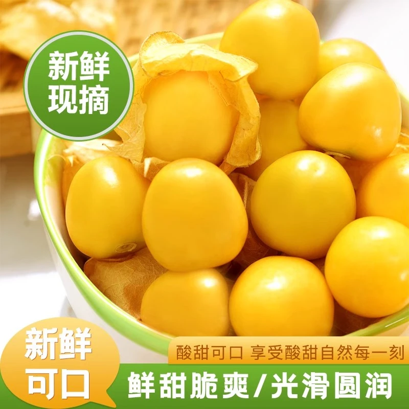 菇娘果新鲜现摘现发大黄菇娘又名灯笼果自然成熟香甜可口甜菇娘果