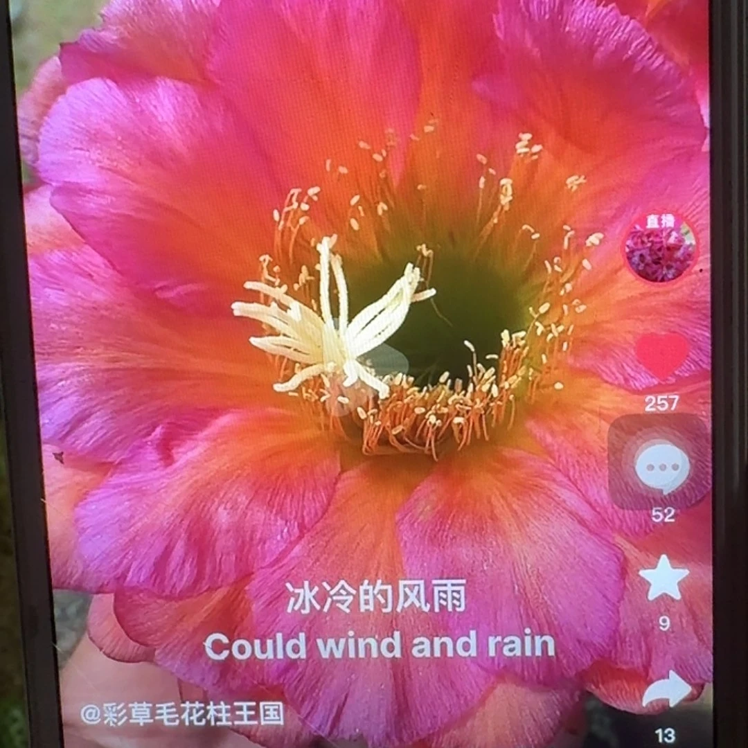 小丑带根高23公分毛花柱