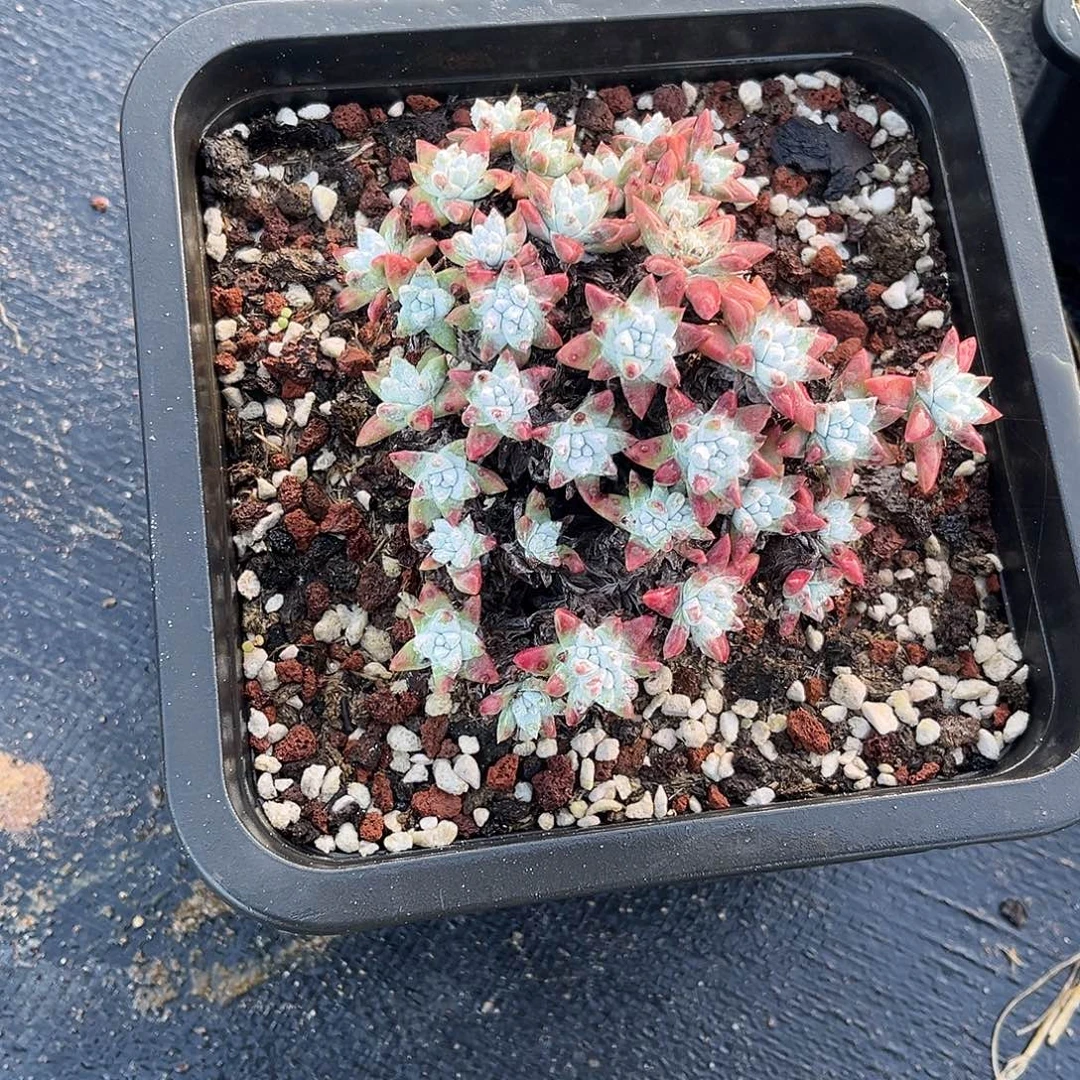 小鹿多肉一物一拍