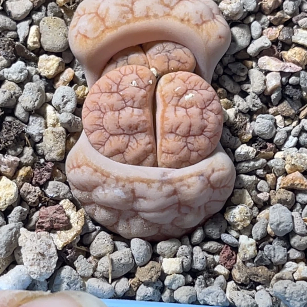 3296双头凹凸铁261